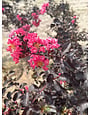 'PURELY PURPLE' BLACK DIAMOND® CRAPE MYRTLE PLANT, 5 GALLON