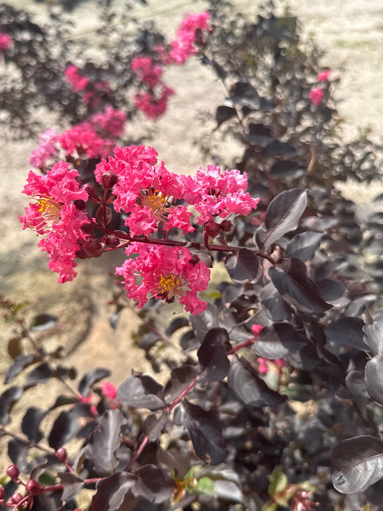'PURELY PURPLE' BLACK DIAMOND® CRAPE MYRTLE PLANT, 5 GALLON