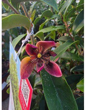 BANANA SHRUB MAGNOLIA, 'STELLAR RUBY', 3G*
