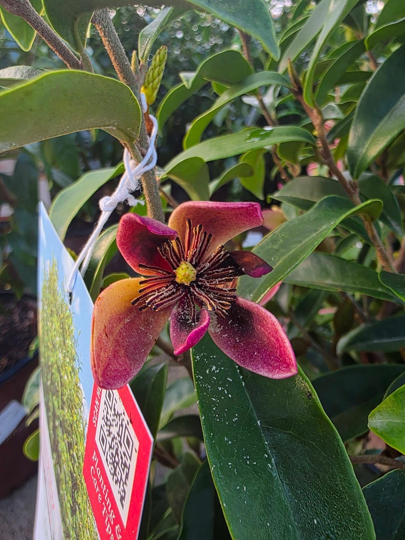 'STELLAR RUBY' BANANA MAGNOLIA SHRUB, 3 GALLON