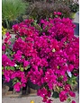 'JUANITA HATTEN' BOUGAINVILLEA PLANT, 3 GALLON