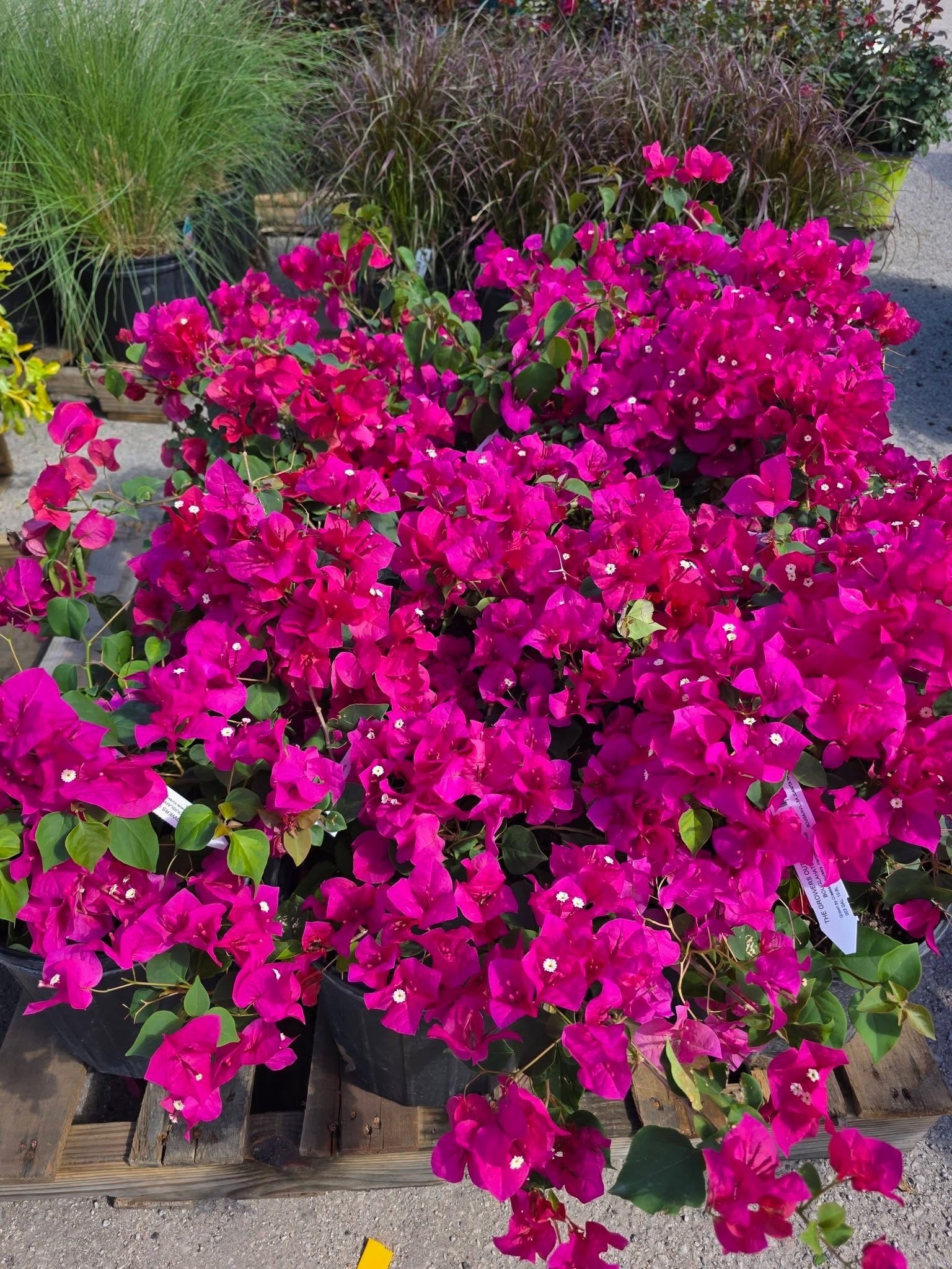 'JUANITA HATTEN' BOUGAINVILLEA PLANT, 3 GALLON