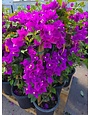 'ELIZABETH ANGUS' BOUGAINVILLEA PLANT, 3 GALLON