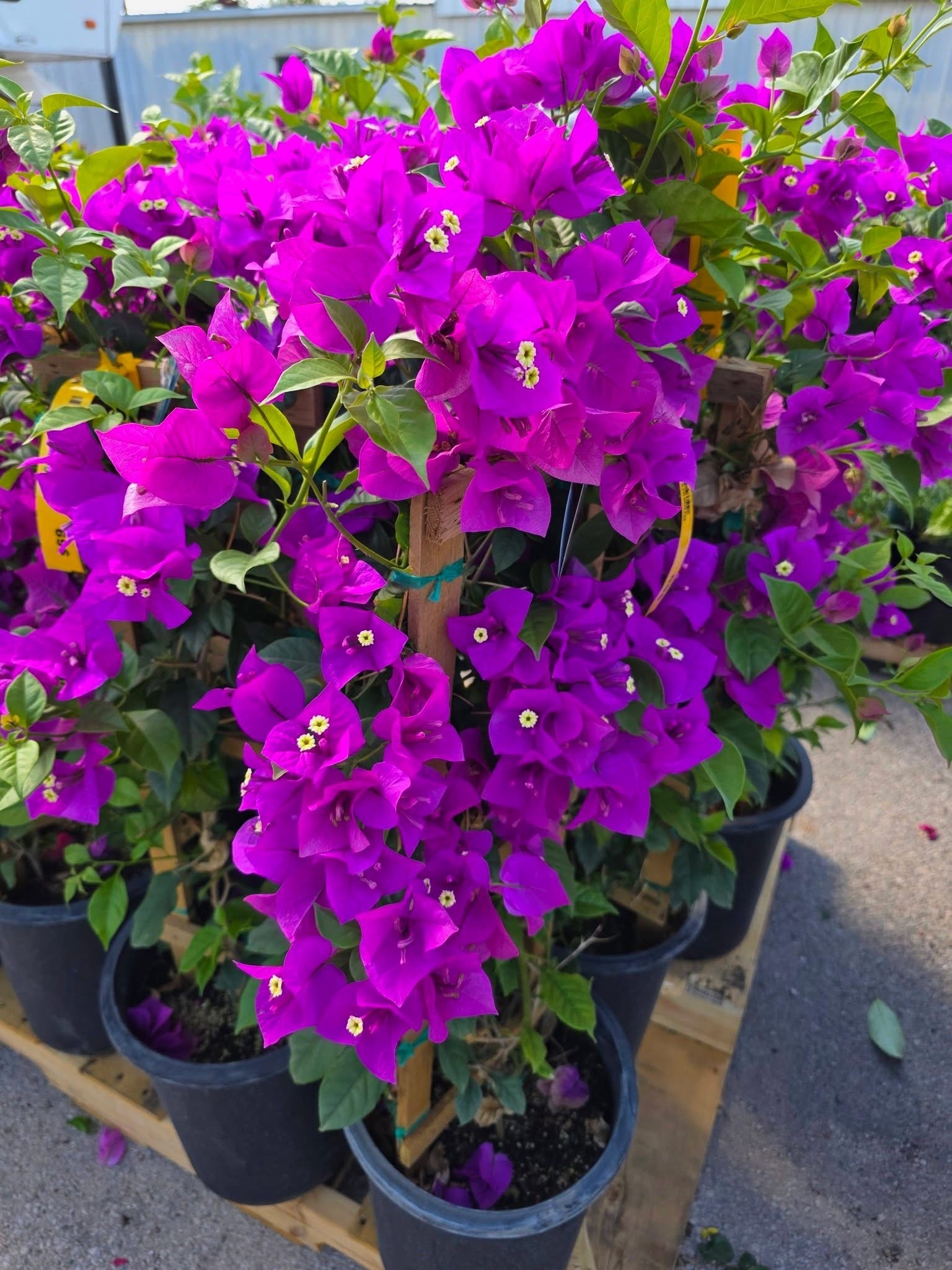 'ELIZABETH ANGUS' BOUGAINVILLEA PLANT, 3 GALLON