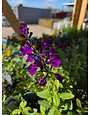 SALVIA, GREGGII, 'MIRAGE DEEP PURPLE', 1G*