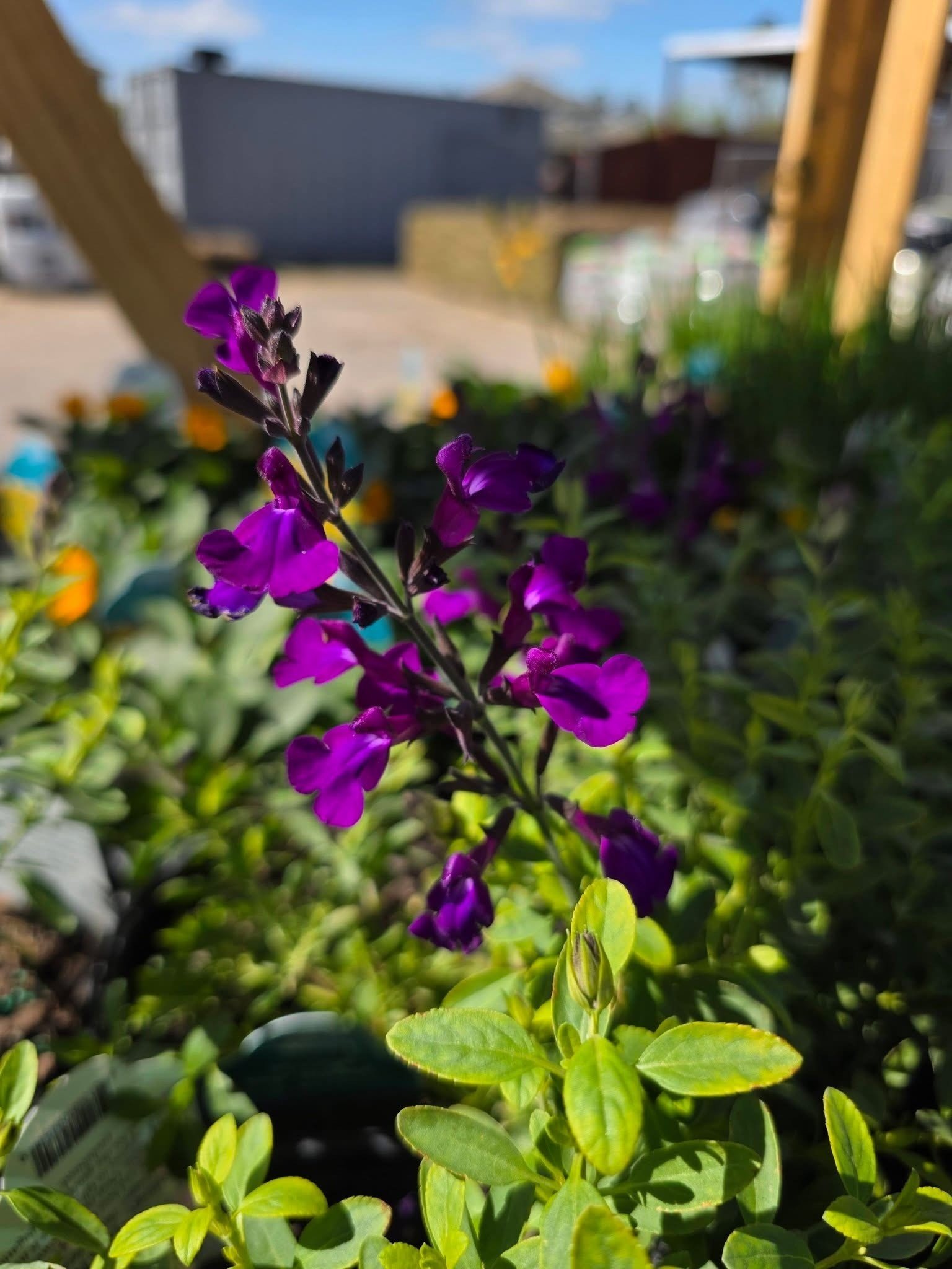 SALVIA, GREGGII, 'MIRAGE DEEP PURPLE', 1G*