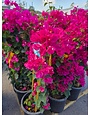 'JUANITA HATTEN' BOUGAINVILLEA PLANT, 5 GALLON TRELLISED