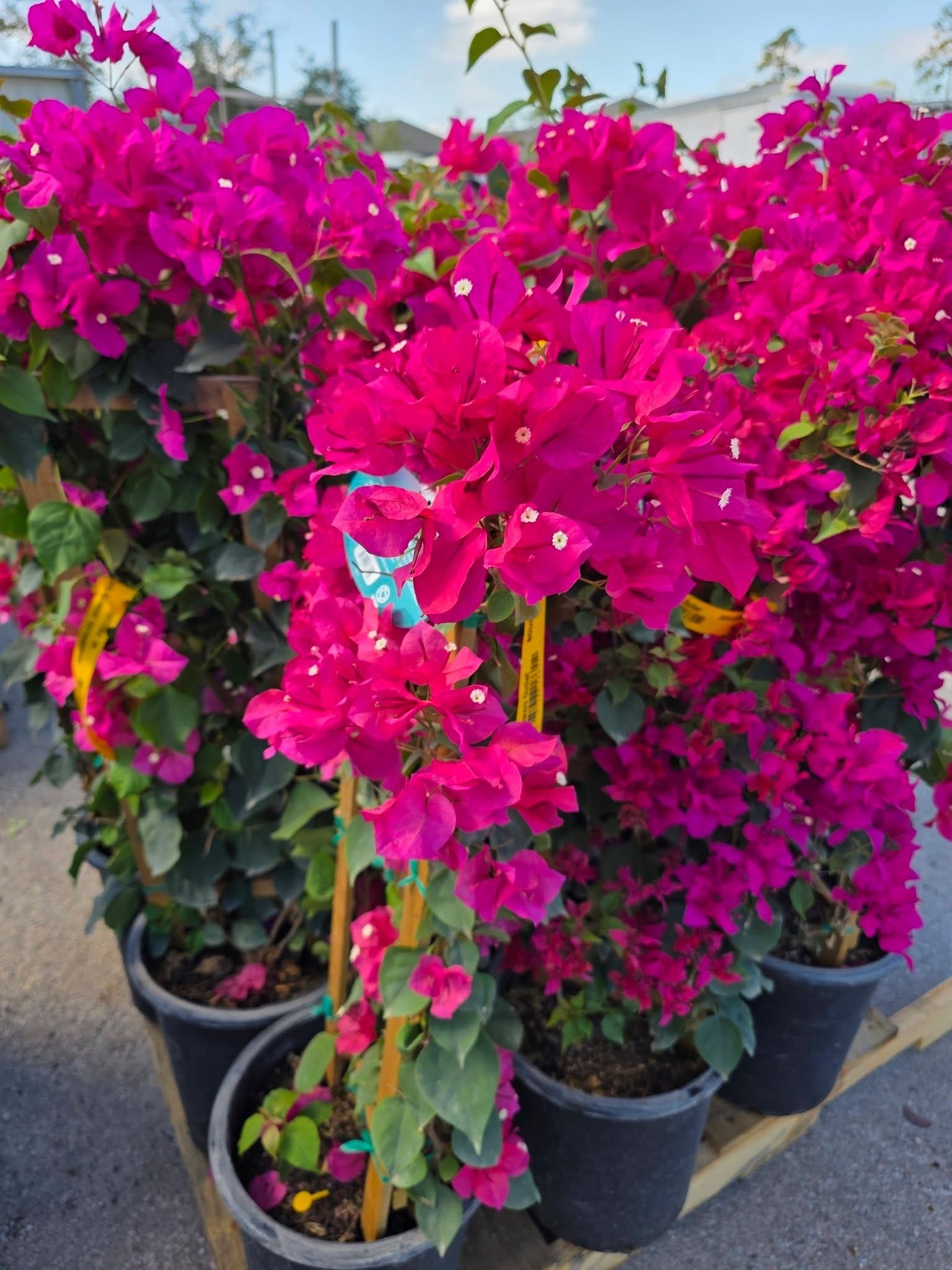 'JUANITA HATTEN' BOUGAINVILLEA PLANT, 5 GALLON TRELLISED