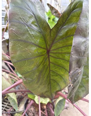 COLOCASIA, 'ROYAL HAWAIIN DIAMOND HEAD ELEPHANT EAR', 3G*