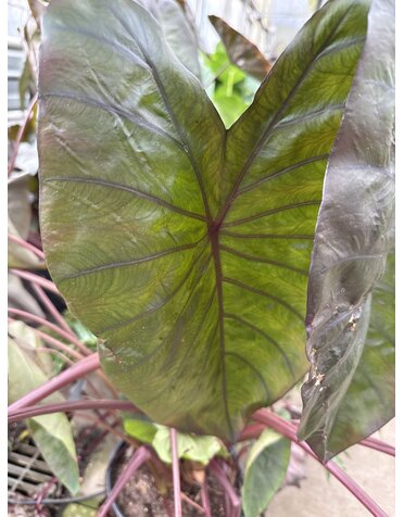 COLOCASIA, 'ROYAL HAWAIIN DIAMOND HEAD ELEPHANT EAR', 3G*