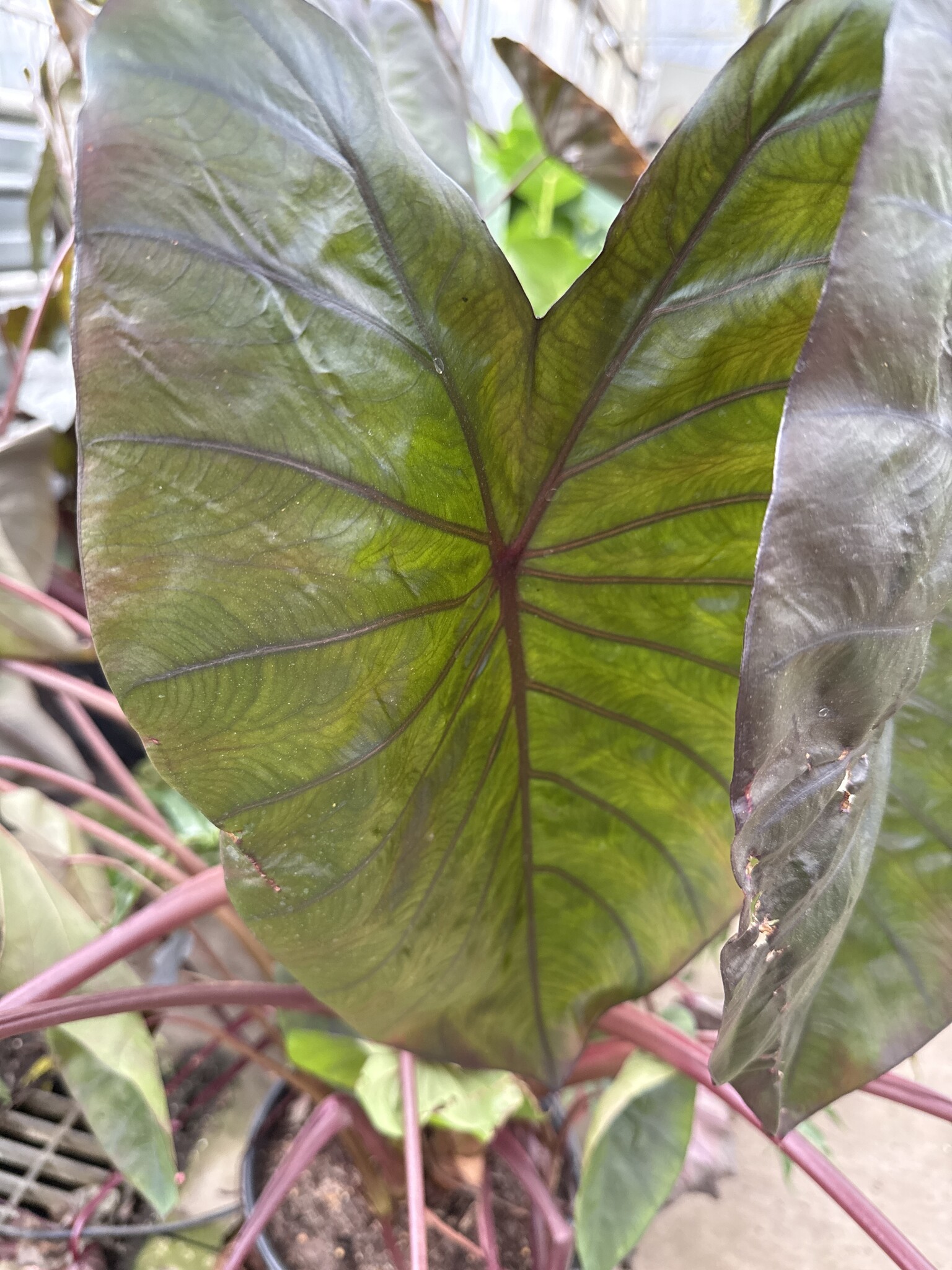 'DIAMOND HEAD' ROYAL HAWAIIAN® ELEPHANT EAR, 3 GALLON