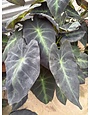 BLACK BEAUTY ELEPHANT EAR PLANT, 3 GALLON