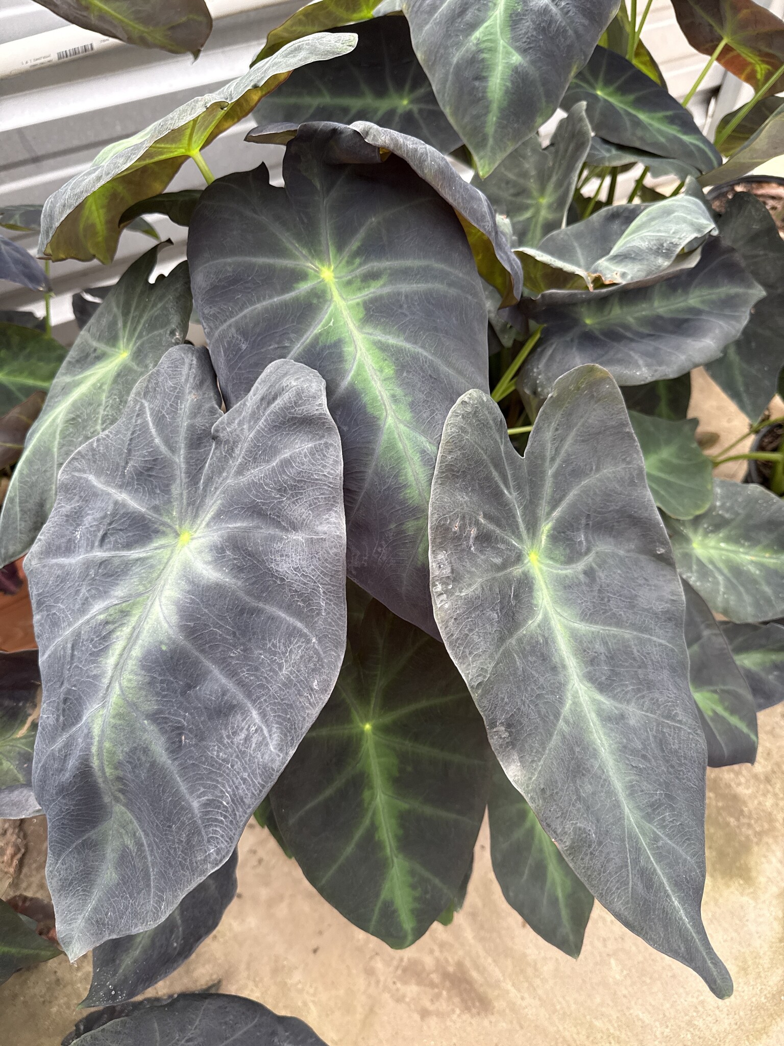 BLACK BEAUTY ELEPHANT EAR PLANT, 3 GALLON