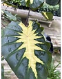 'WAIKIKI' ROYAL HAWAIIAN® ELEPHANT EAR, 3 GALLON