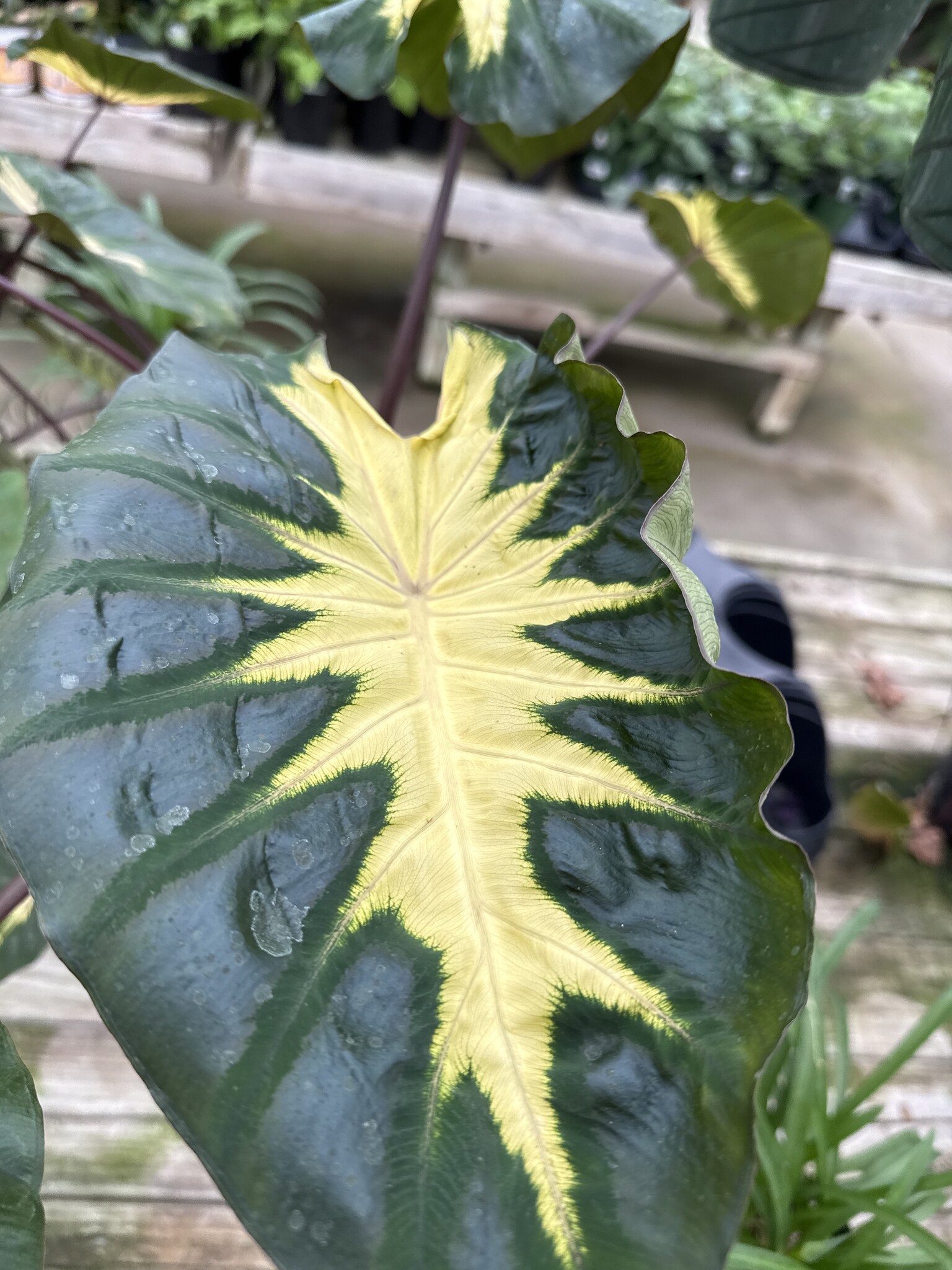 'WAIKIKI' ROYAL HAWAIIAN® ELEPHANT EAR, 3 GALLON
