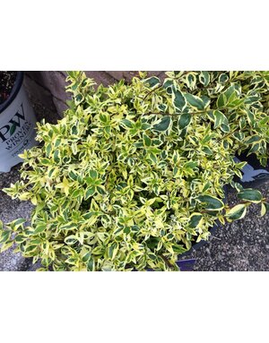 ABELIA, 'TWIST OF LIME' 3G*