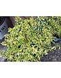 'TWIST OF LIME' ABELIA, 3 GALLON