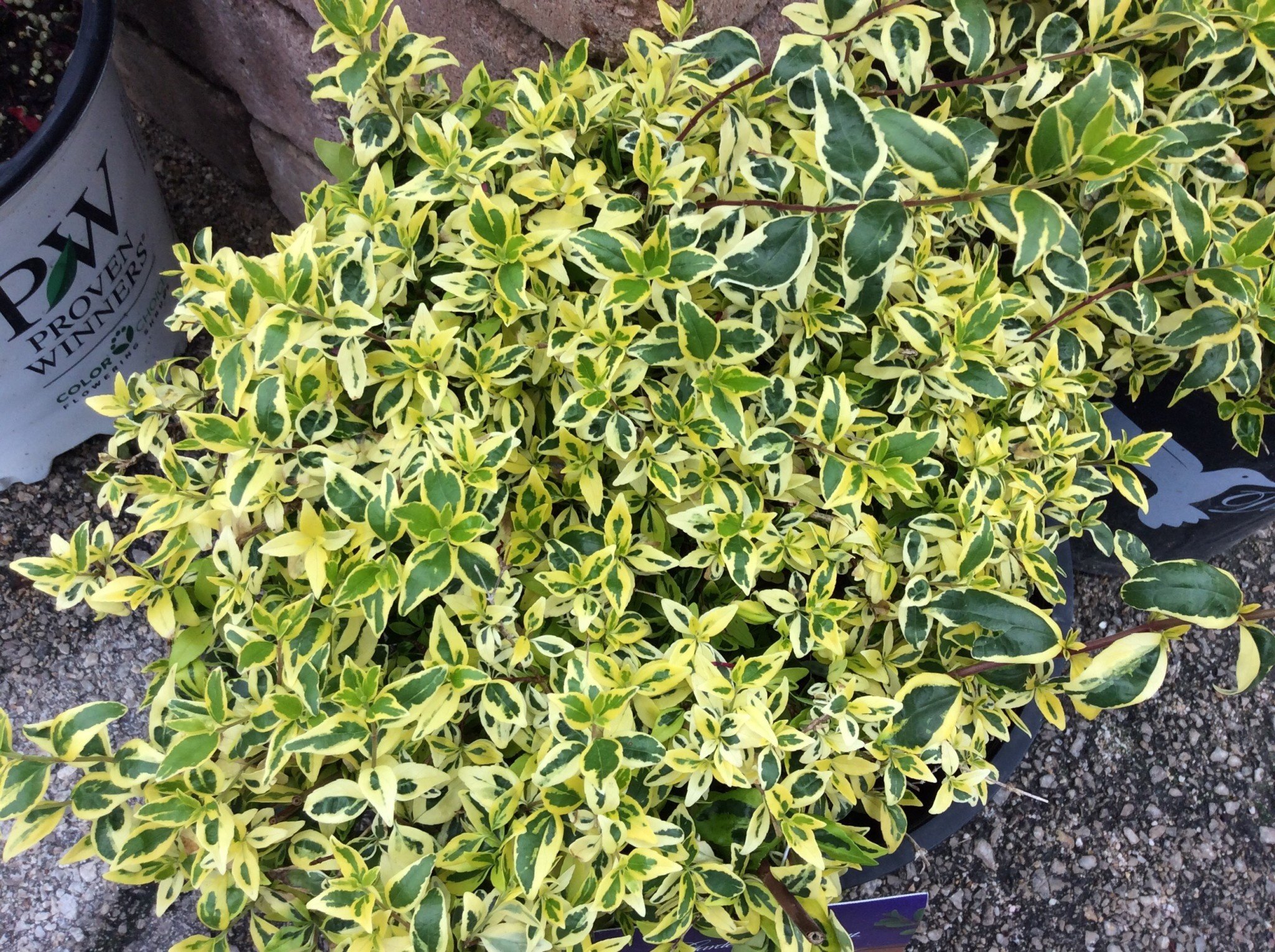 'TWIST OF LIME' ABELIA, 3 GALLON