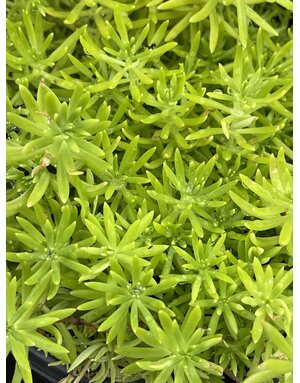 SEDUM, 'LEMON BALL', 1G*