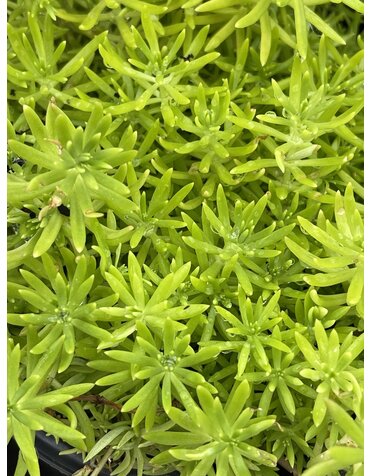 SEDUM, 'LEMON BALL', 1G*