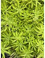 'LEMON BALL' SEDUM, 1 GALLON