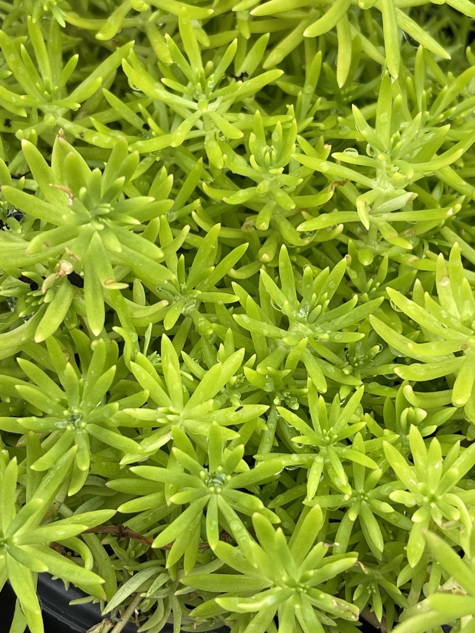 'LEMON BALL' SEDUM, 1 GALLON