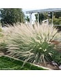 LINDHEIMER'S MUHLY GRASS, 3 GALLON