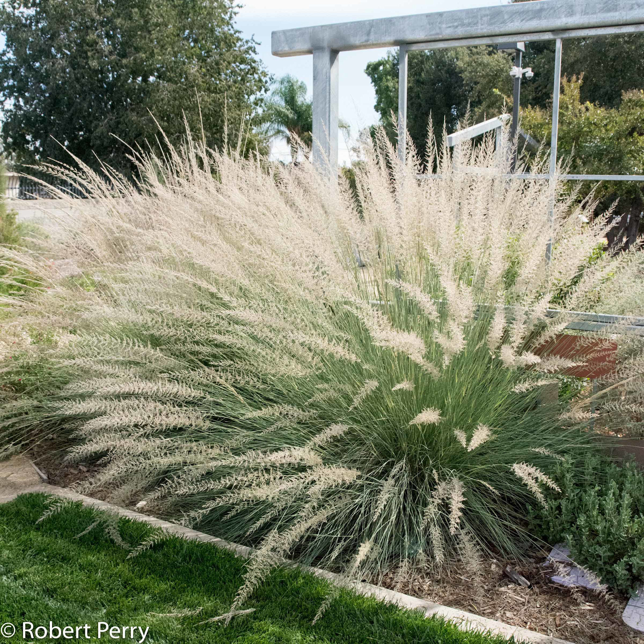 LINDHEIMER'S MUHLY GRASS, 3 GALLON