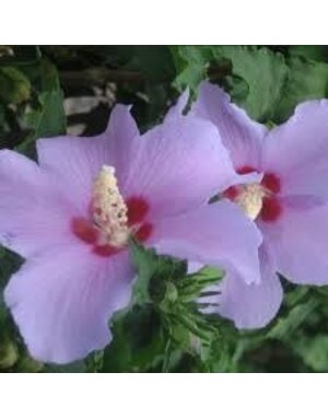 ALTHEA, 'BLUE ANGEL', 3G