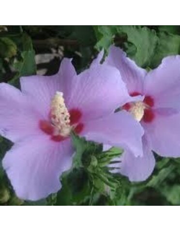 ALTHEA, 'BLUE ANGEL', 3G