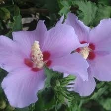 ALTHEA, 'BLUE ANGEL', 3G