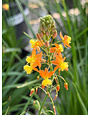 ORANGE BULBINE, 1 GALLON