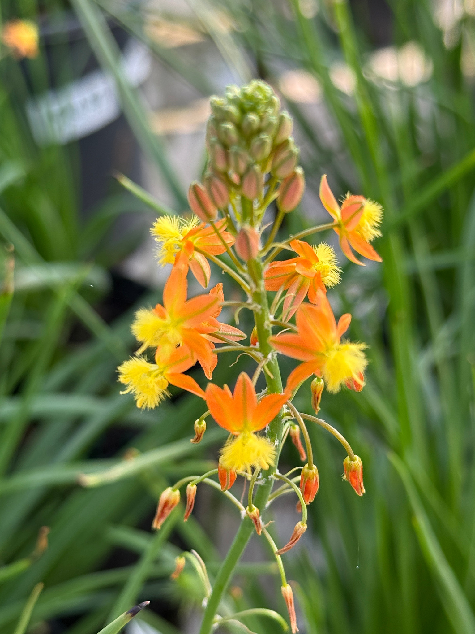 ORANGE BULBINE, 1 GALLON