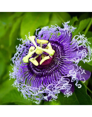 'PASSION FLOWER' PASSIFLORA 'INSPIRATION' 1G