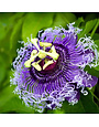 'PASSION FLOWER' PASSIFLORA 'INSPIRATION' 1G