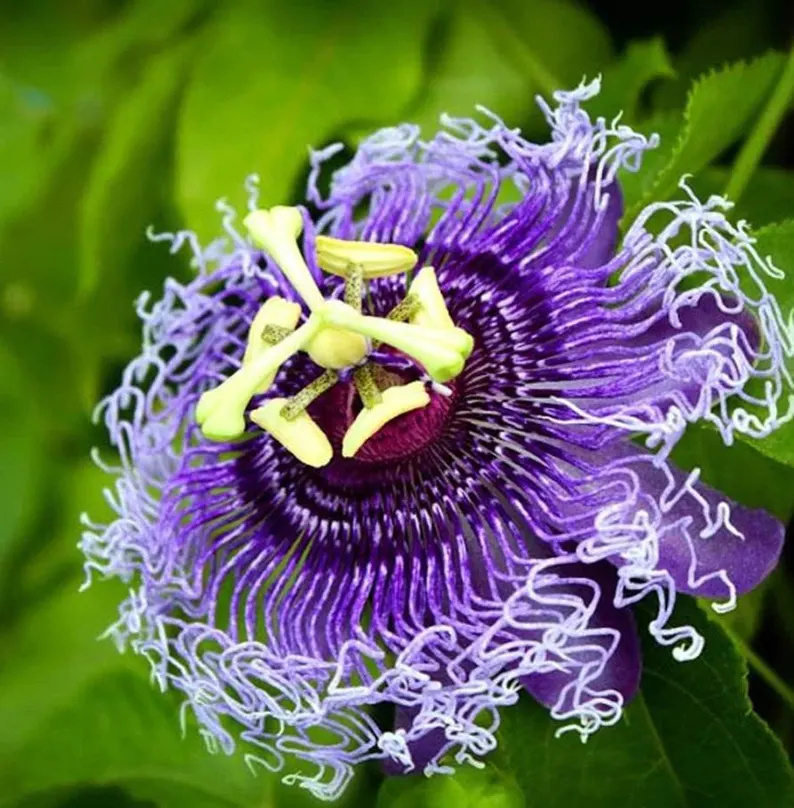 'PASSION FLOWER' PASSIFLORA 'INSPIRATION' 1G