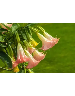 'ANGEL TRUMPET 'BRUGMANSIA SUAVEOLENS  -PINK 1G