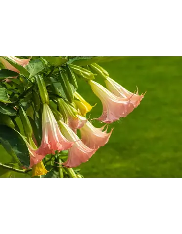 'ANGEL TRUMPET 'BRUGMANSIA SUAVEOLENS  -PINK 1G