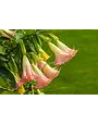 'ANGEL TRUMPET 'BRUGMANSIA SUAVEOLENS  -PINK 1G