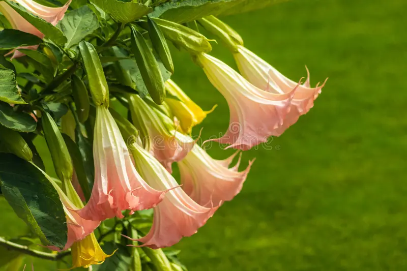 'ANGEL TRUMPET 'BRUGMANSIA SUAVEOLENS  -PINK 1G