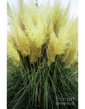 GRASS, 'PAMPAS, PUMILA', 3G