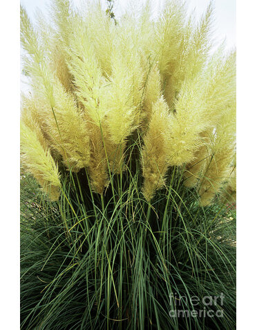 GRASS, 'PAMPAS, PUMILA', 3G