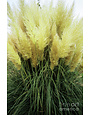 GRASS, 'PAMPAS, PUMILA', 3G