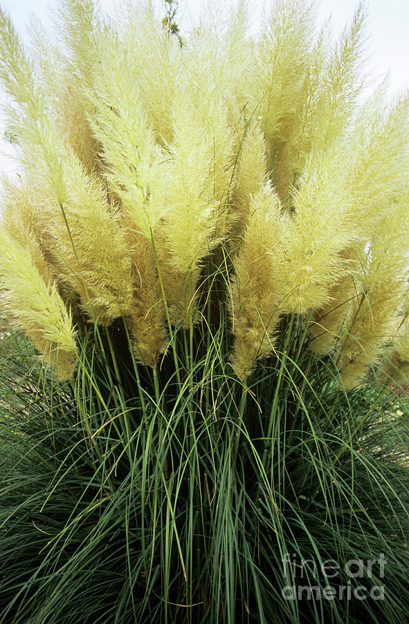 GRASS, 'PAMPAS, PUMILA', 3G