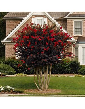 CRAPE MYRTLE, 'THUNDERSTRUCK RUBY', 5G