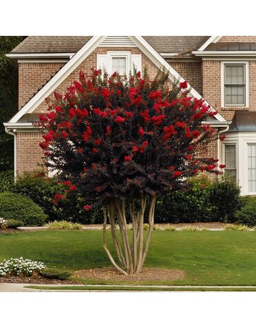 CRAPE MYRTLE, 'THUNDERSTRUCK RUBY', 5G