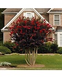 CRAPE MYRTLE, 'THUNDERSTRUCK RUBY', 5G