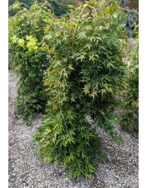 MAPLE, JAPANESE, 'RYUSEN', 7G