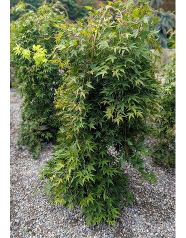 MAPLE, JAPANESE, 'RYUSEN', 7G