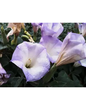 DATURA, 'LA FLEUR LILAC', 1G